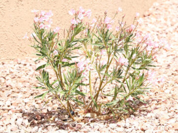 Petite Pink Oleander