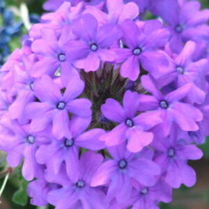 Verbena pulchella