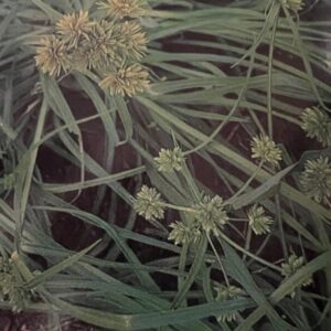 Nut Grass