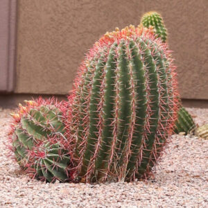 Ferocactus wislizenii