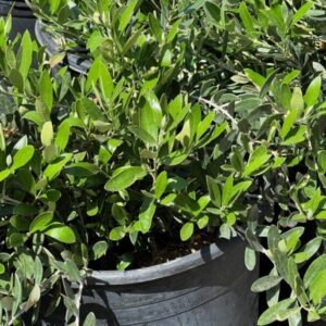 Olea europaea