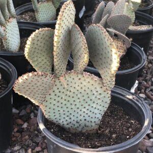 Opuntia basilaris
