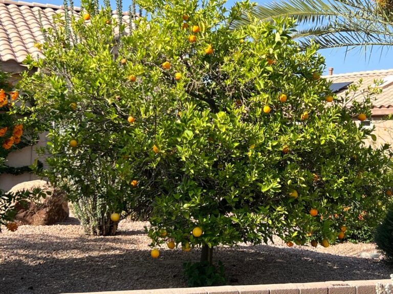 Citrus Trees Elgin Nursery & Tree Farm Phoenix, AZ