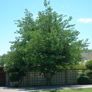 Bauhinia