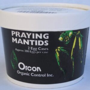 Orcon Praying Mantids