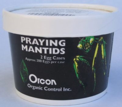 Orcon Praying Mantids