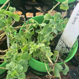 Origanum vulgare