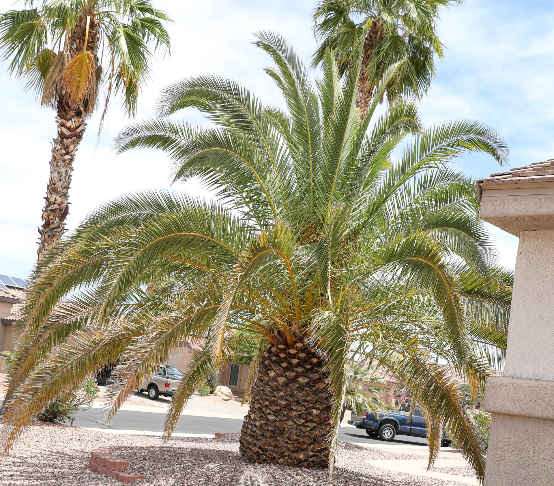 Palm Canary Island Date Elgin Nursery & Tree Farm Phoenix, AZ
