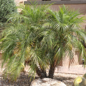 Phoenix roebelenii