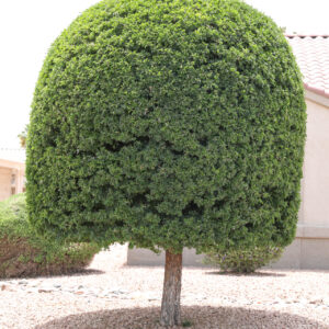 Pithecellobium flexicaule