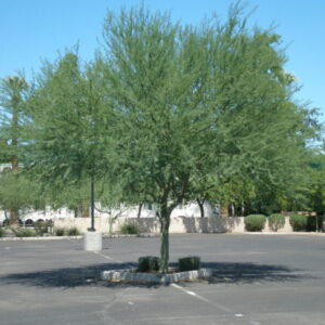 Cercidium praecox