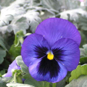 Violacaea