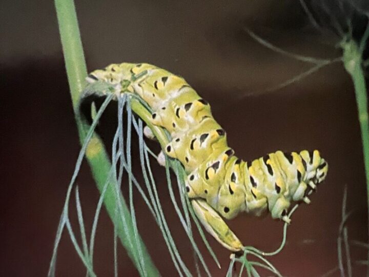 Parsley Worms Elgin Nursery & Tree Farm Phoenix, AZ