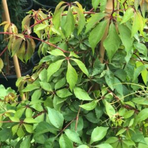 Parthenocissus