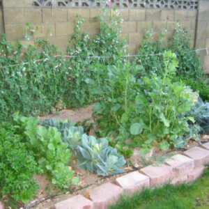 Vegetable Garden