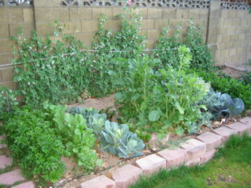 Herb & Veggie Garden