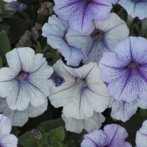 Petunia