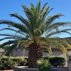 Phoenix canariensis