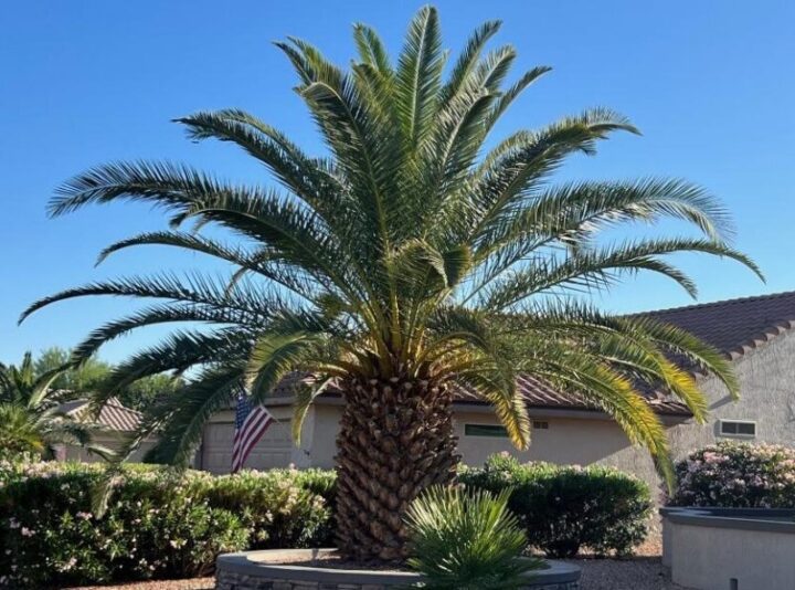 Palm Canary Island Date Elgin Nursery & Tree Farm Phoenix, AZ
