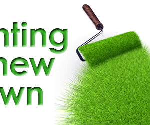 New Lawn Guide