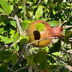 Pomegranate