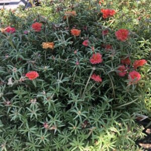 Portulaca oleracea