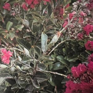 Powdery Mildew