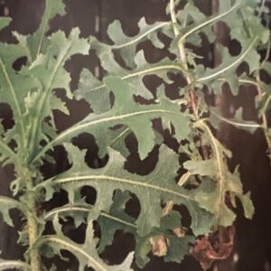 Prickly Lettuce