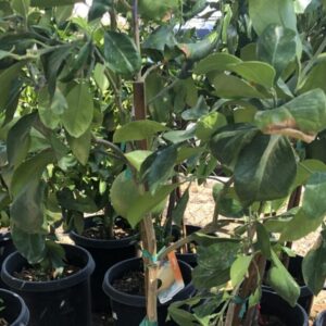 Citrus maxima