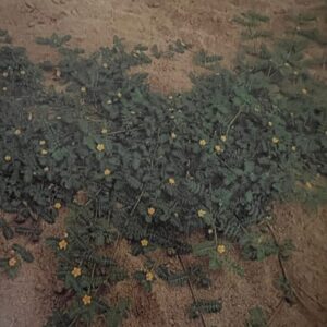 Puncture Vine