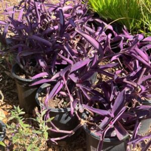 Setcreasea pallida purpurea