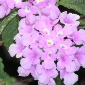 Lantana montevidensis