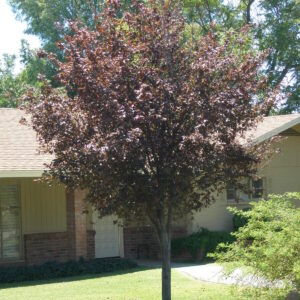 Prunus cerasifera