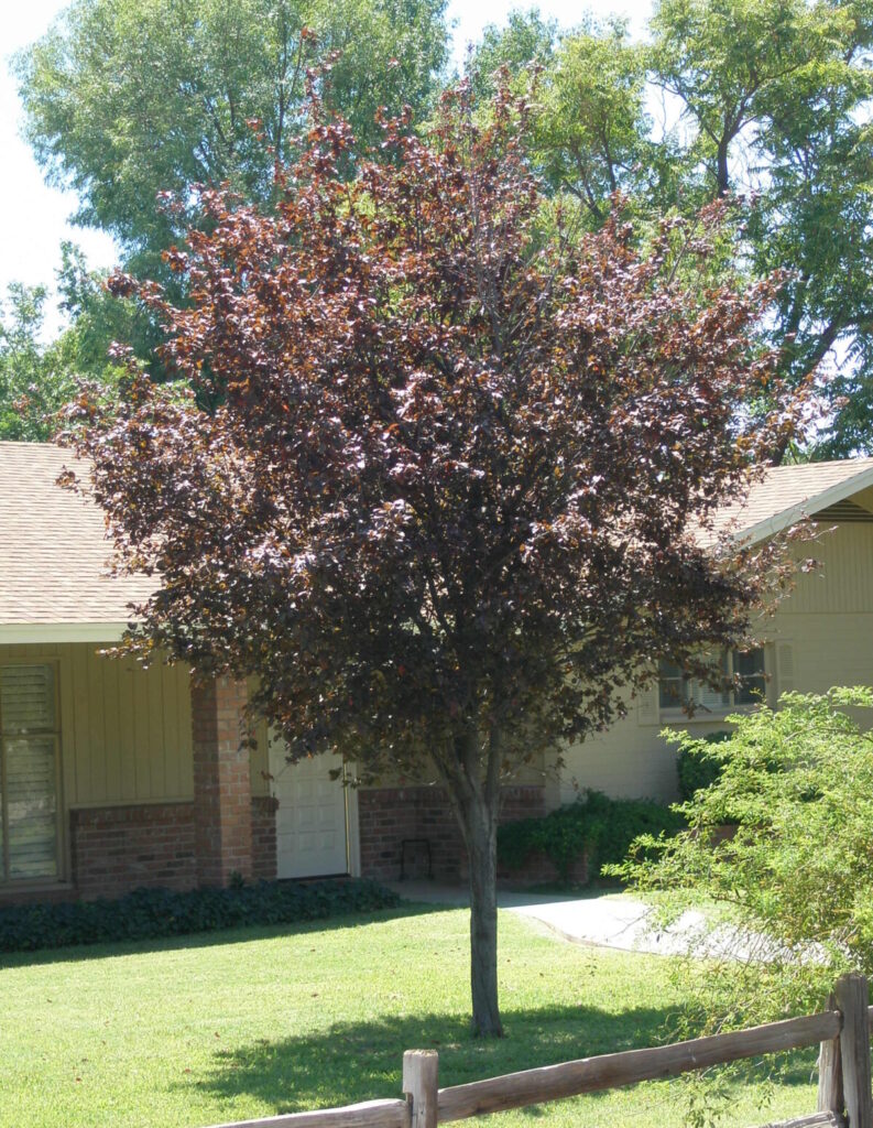 Purple Leaf Plum Elgin Nursery & Tree Farm Phoenix, AZ