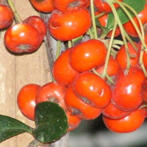 Pyracantha graberi
