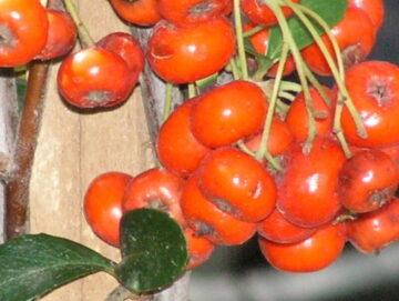 Firethorn Pyracantha Berries