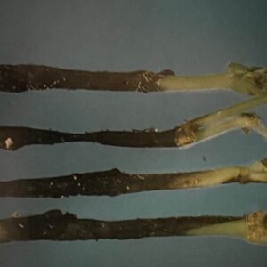 Pythian Root Rot