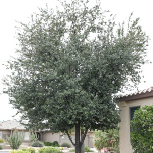 Quercus virginiana