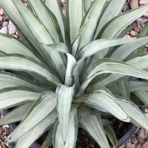 Agave Quick Silver