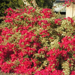 Bougainvillea
