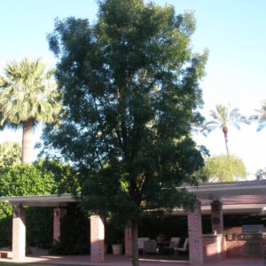 Fraxinus oxycarpa