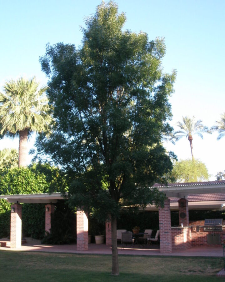 Ash Tree Raywood Elgin Nursery & Tree Farm Phoenix, AZ