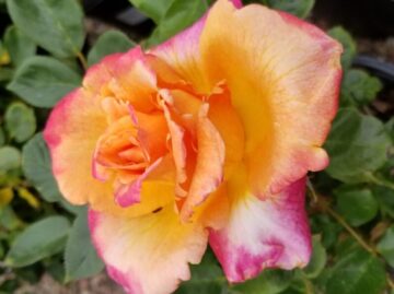 Hybrid Rose 