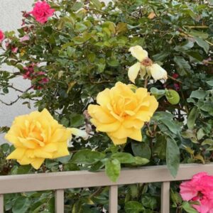 Rosa