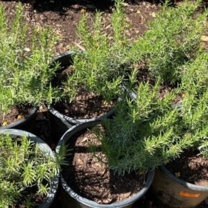 Rosmarinus officinalis