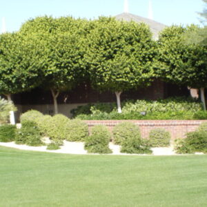 Como Plantar y Cuidar Los Arboles y Arbustos