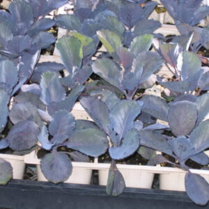 Brassica oleracea