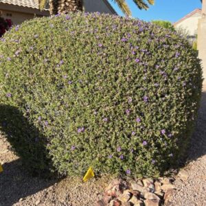 Ruellia peninsularius