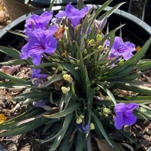 Ruellia brittoniana 'katie'