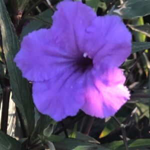 Ruellia brittoniana